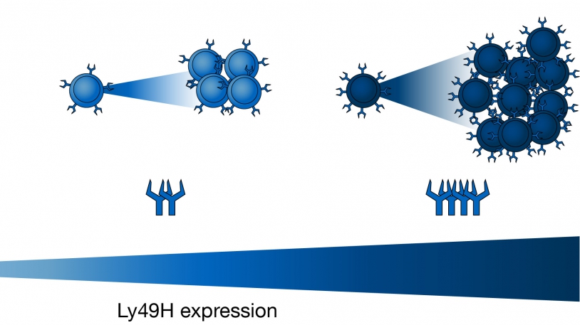 Verteilung des Ly49H-Rezeptors auf der Oberfläche von unterschiedlichen Natürlichen Killerzellen.