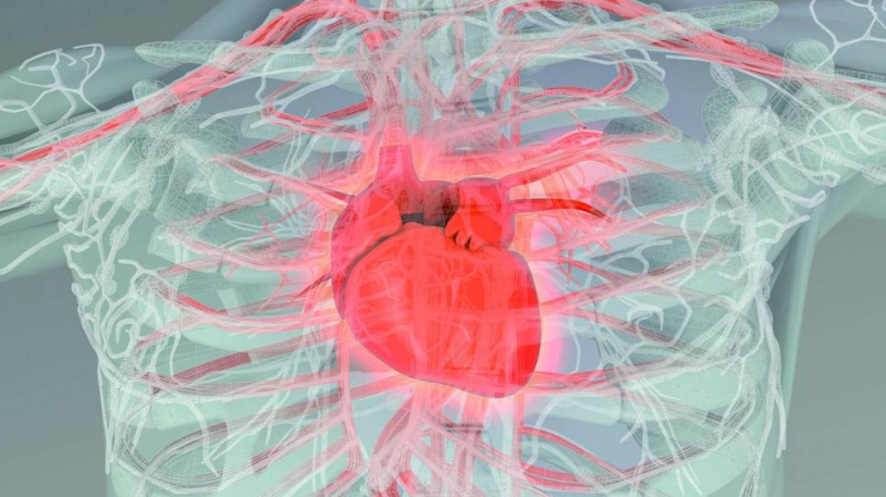 Herz-Kreislauf-System