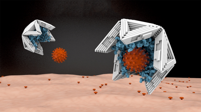 Grafische Darstellung zweier Nano-Schalen aus DNA, die Viren fangen.